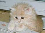 Gatti pazzi