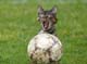 Il gatto che odia il calcio