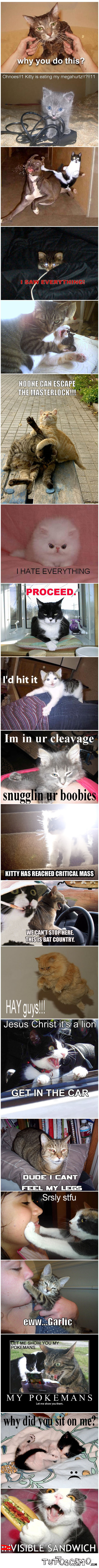 pictures_cats_sequel