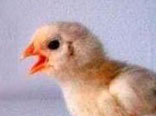 uovo o gallina? uovo o gallina?