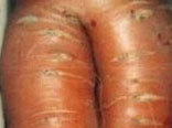 effetto carota?