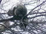 Un albero Un albero