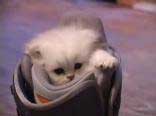 Il gatto con lo stivale Il gatto con lo stivale