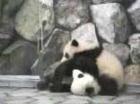 Panda Wrestling