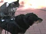 Canegattopo