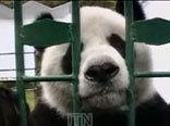 Panda freddoloso Panda freddoloso