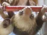 Cucciolo di Bradipo
