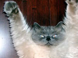 Funny Pix